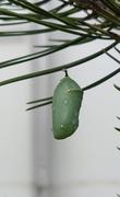 An absolutely gorgeous chrysalis, with dew drops and neat little gold things that the caterpillar made on the outside.