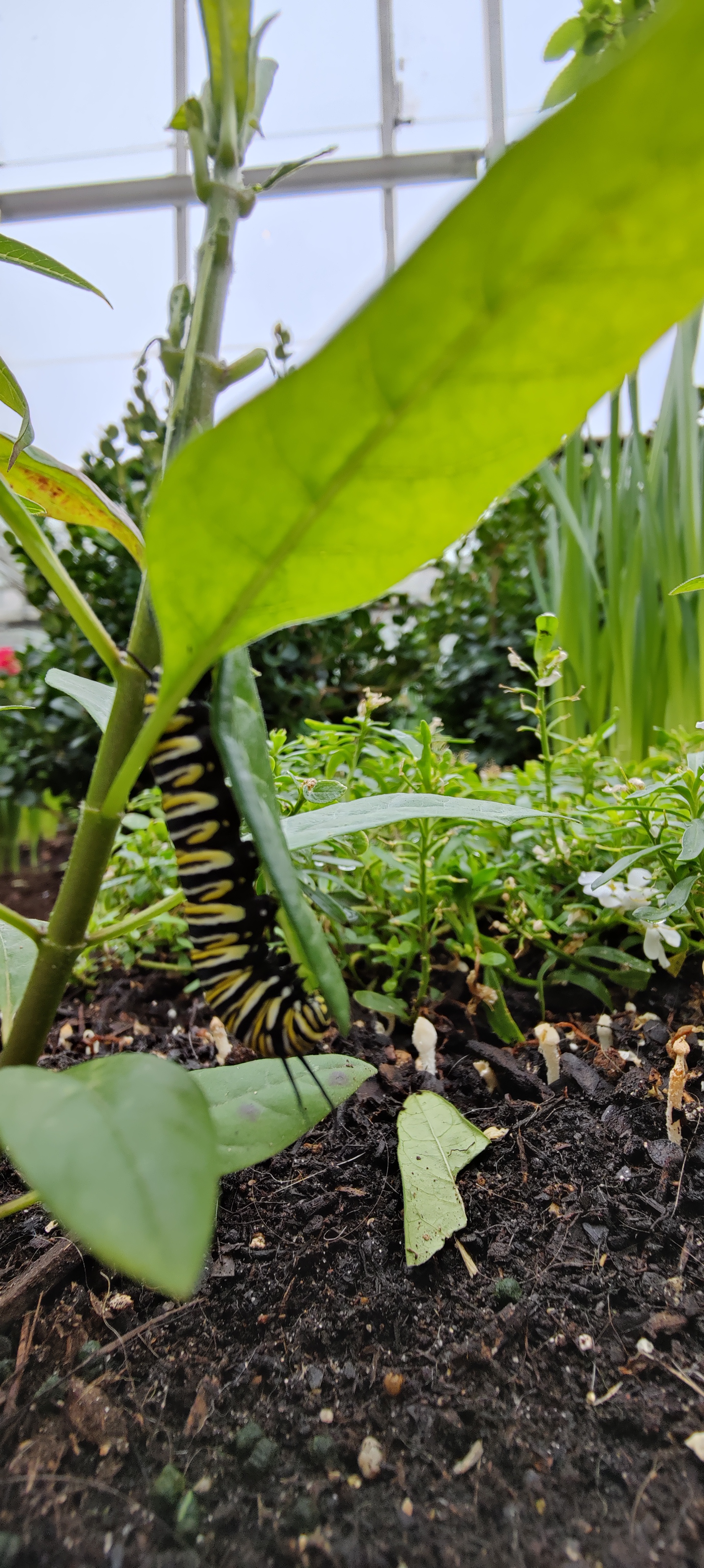 Monarch caterpillar!
