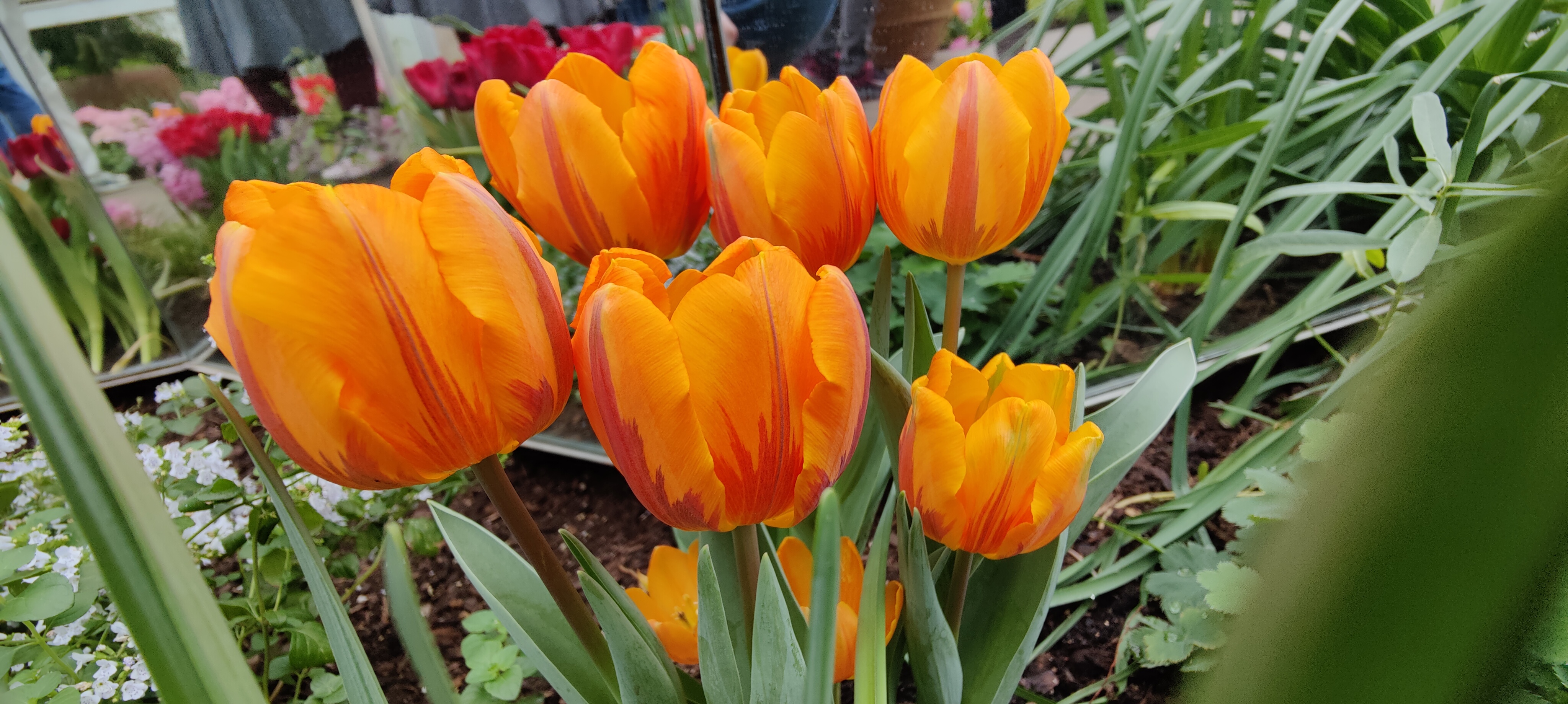 These tulips are SO ORANGE.
