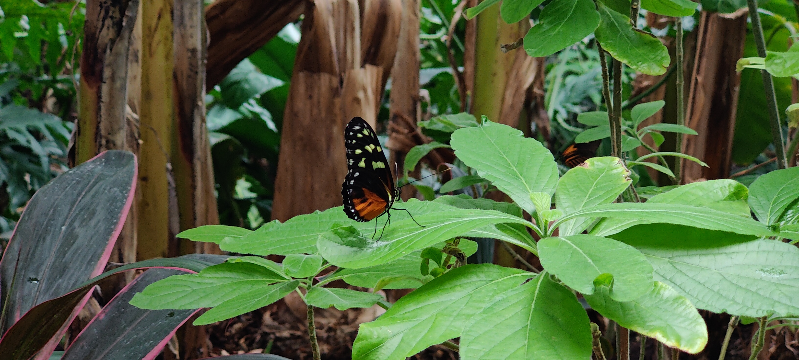 Butterflies are hard to take pictures of. They are surprisingly fast!