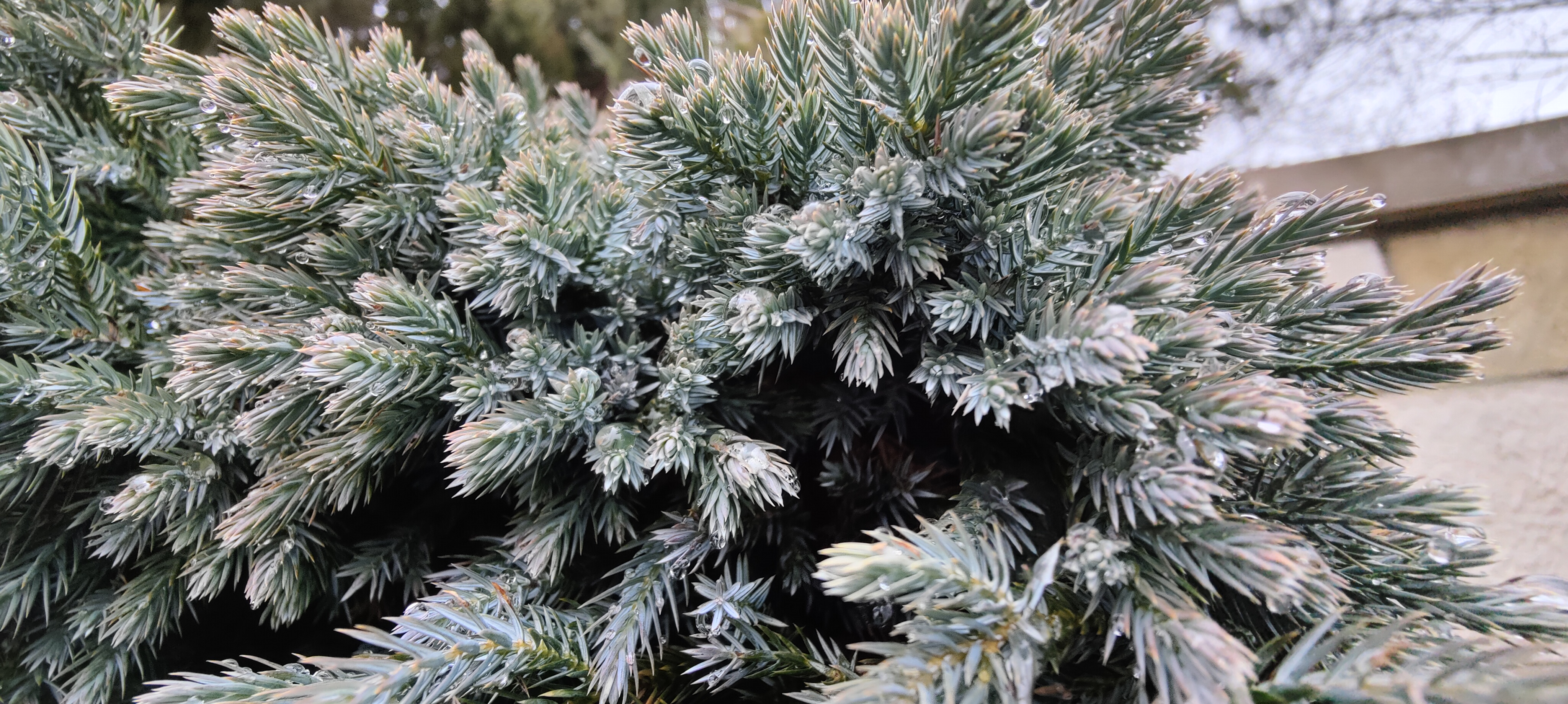 Trying to capture the dewdrops on the juniper.