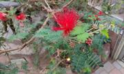 A very pretty spiky red flower