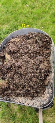 A black wheelbarrow full of homemade compost