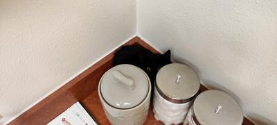 A tiny black cat, recently rescued from a frigid parking lot in an industrial park, pretends she cannot be seen while hiding behind the vets' swab containers.