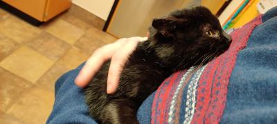 A tiny black cat, recently rescued from a frigid parking lot in an industrial park, clings to a man in a blue and pink sweater.